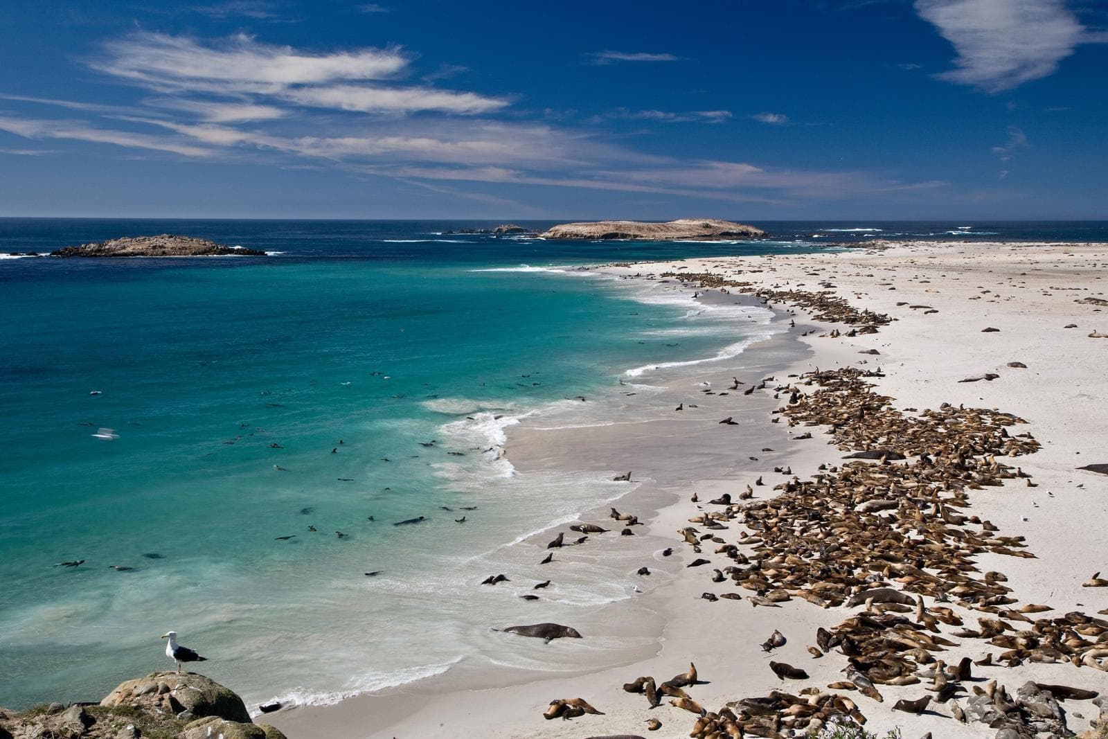White sand beach covered with seals and seal lions. 