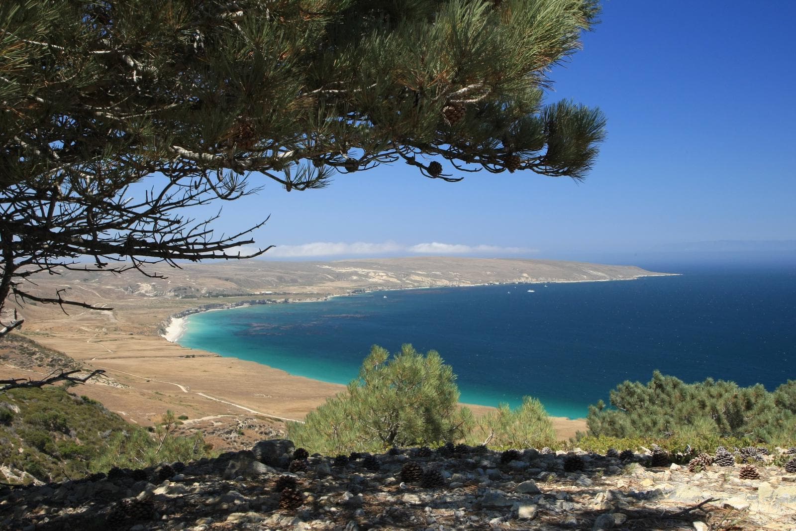 Pine tree overlooking coastal marine terrace with dry grass, ocean, and white sand beach. 