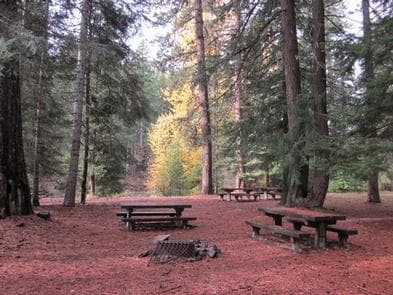 Picnic tables, fire ring, flat needle covered ground in conifer forest with bright yellow cottonwood trees in background.
