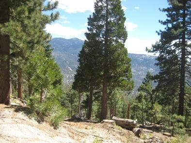 Down slopping hill with trees.