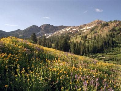 ALBION BASIN