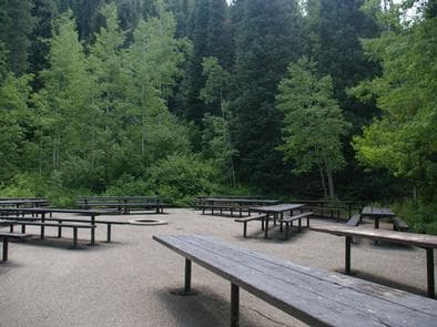 Spruces - Big Cottonwood