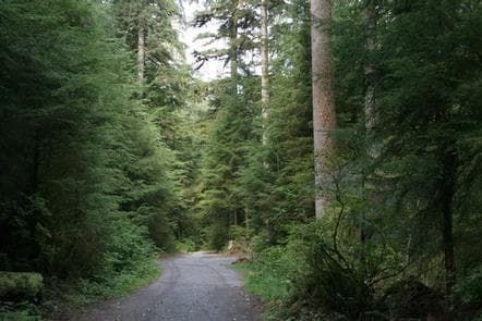 Wiley Creek Group Camp