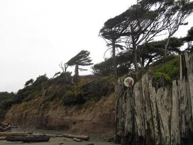 Kalaloch