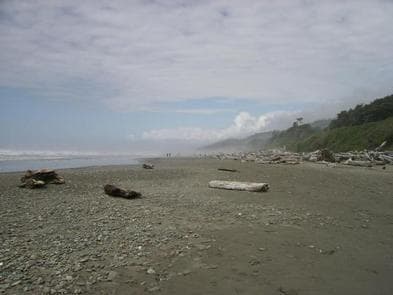 View of beach with logs and rocks looking north 