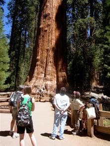 Lodgepole Campground-Sequoia and Kings Canyon National Park