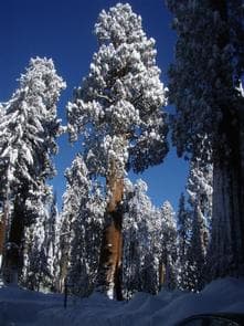 Snow Covered Sequoias 