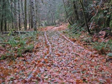 OHANAPECOSH GROUP CAMPGROUND
