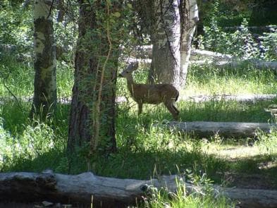 EAST MEADOW CAMPGROUND