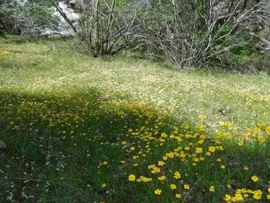 BUCKEYE FLAT CAMPGROUND