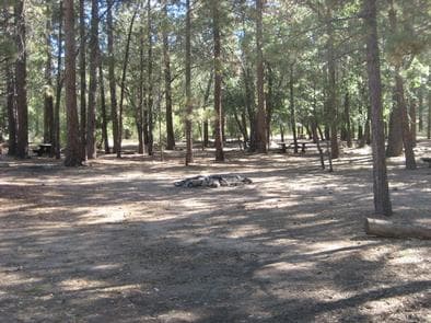 Shade, picnic tables & fire pits of the Oso Group Campground