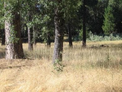 PINES GROUP STANISLAUS