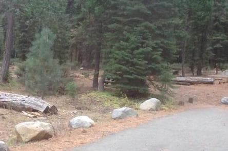 LEWIS at FRENCH MEADOWS