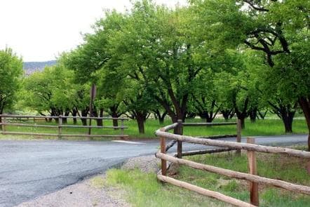 A paved road. There are fences on either side of the road. On the left side of the road there are many trees