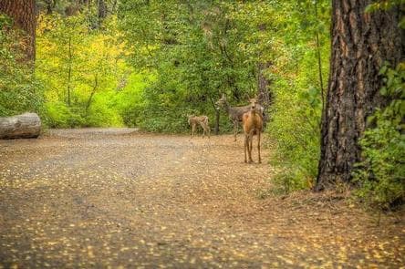 COTTONWOOD CAMPGROUND (WA)