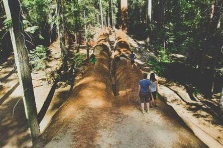 REDWOOD MEADOW
