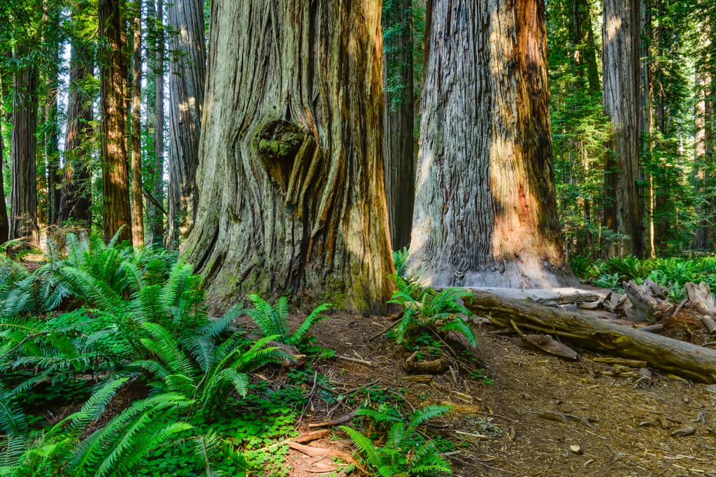 Outer Loop (sites 45-60 & 76-91) photo 8