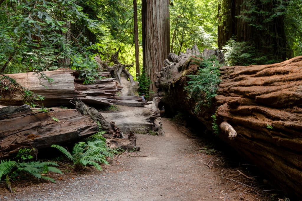 Outer Loop (sites 45-60 & 76-91) photo 7