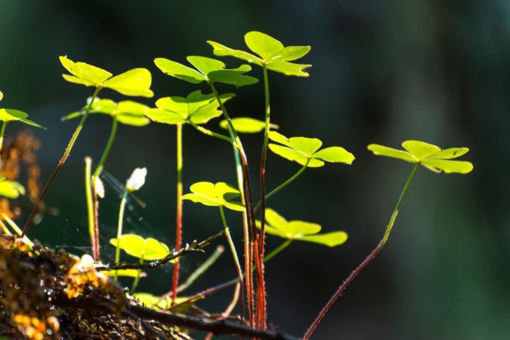 Outer Loop (sites 45-60 & 76-91) photo 5