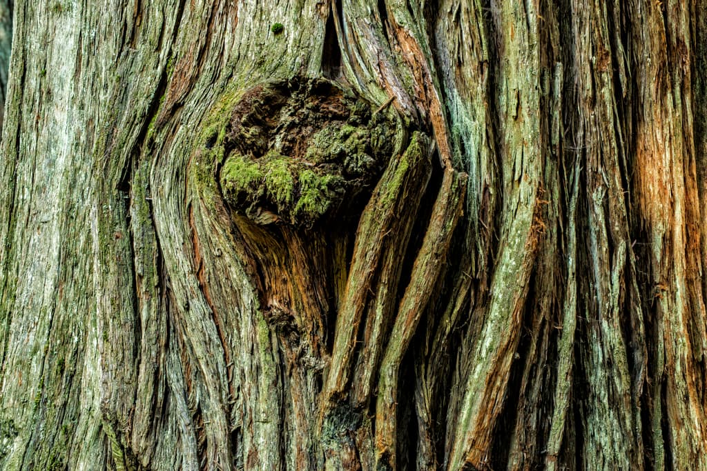 Outer Loop (sites 45-60 & 76-91) photo 3