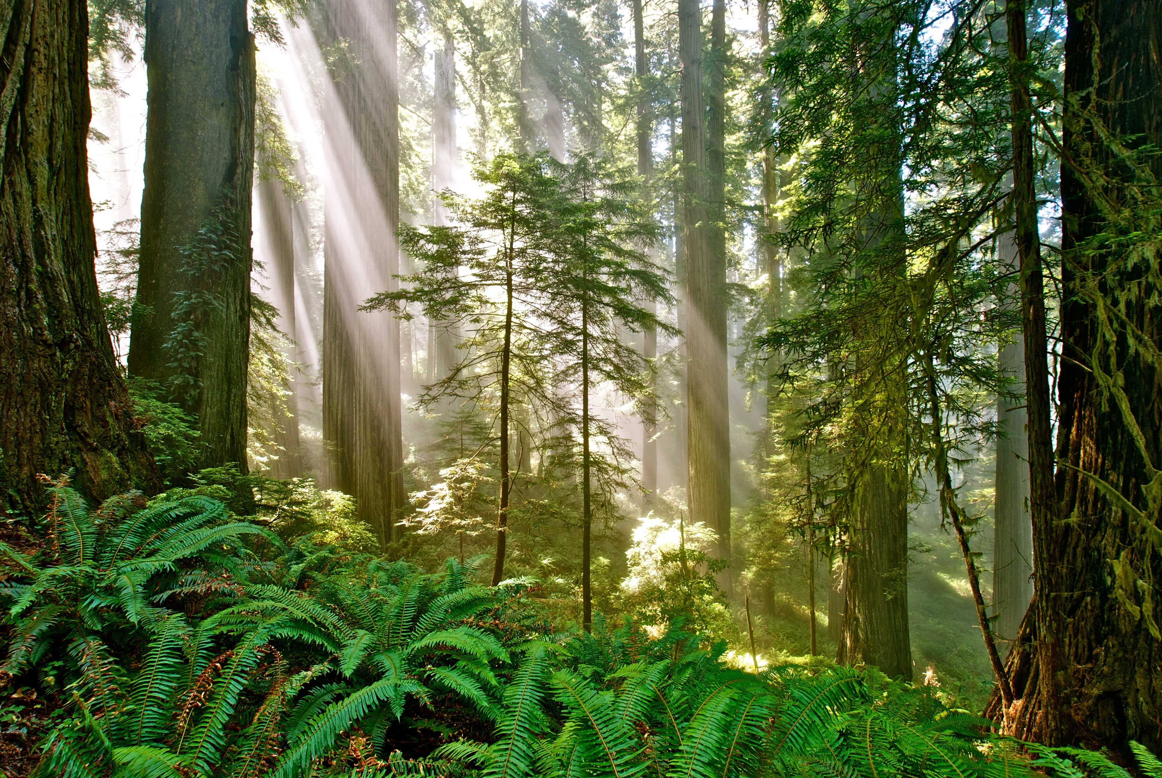 Mill Creek Northern Loop (sites 75-145)