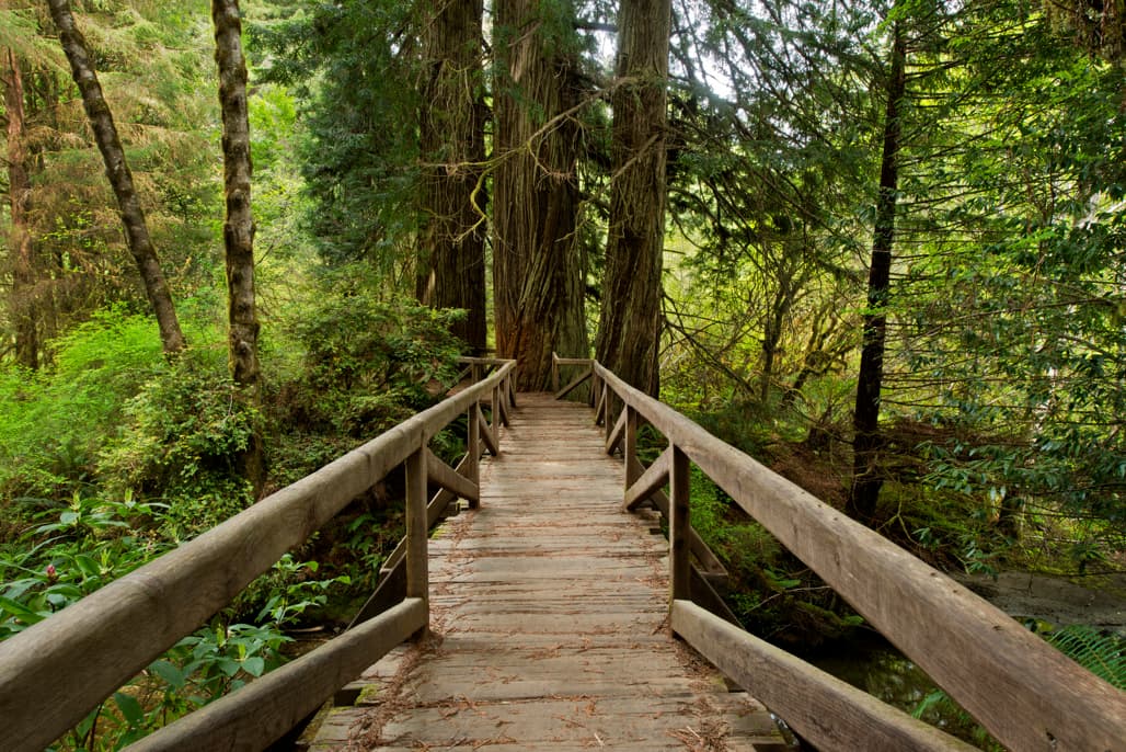 Meadow Cabin Colony photo 7