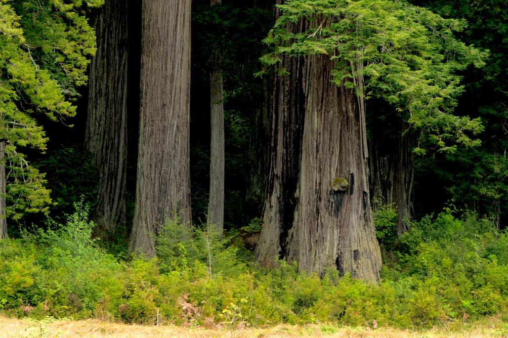 Meadow Cabin Colony photo 5
