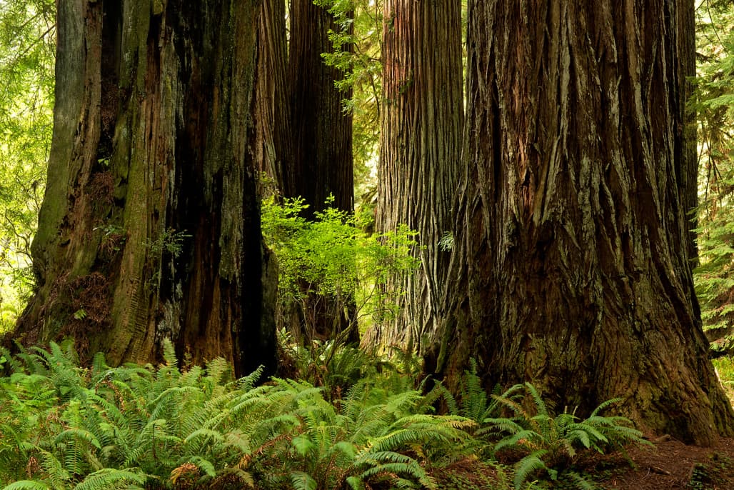 Meadow Cabin Colony photo 4