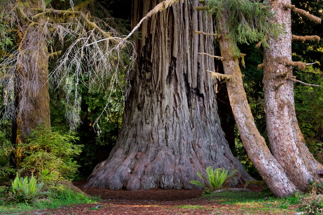 Meadow Cabin Colony photo 2