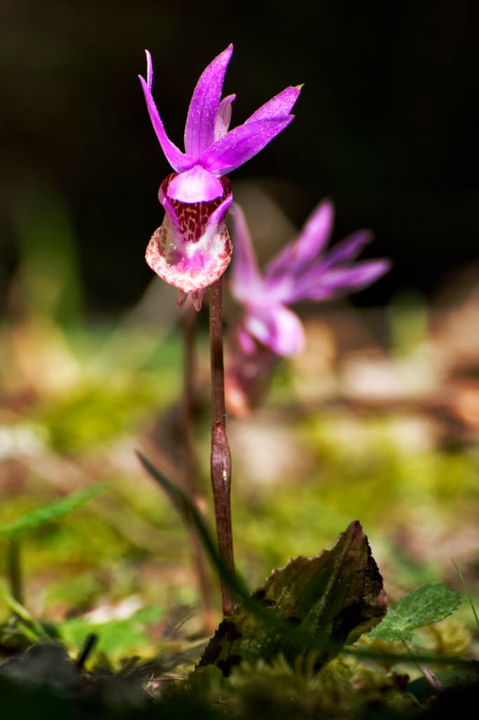 Elk Prairie Campground (sites 1-75)