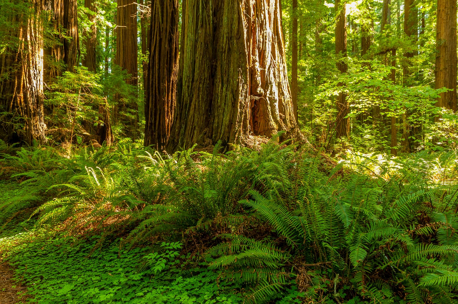 River Campground (sites 1-30) photo 8