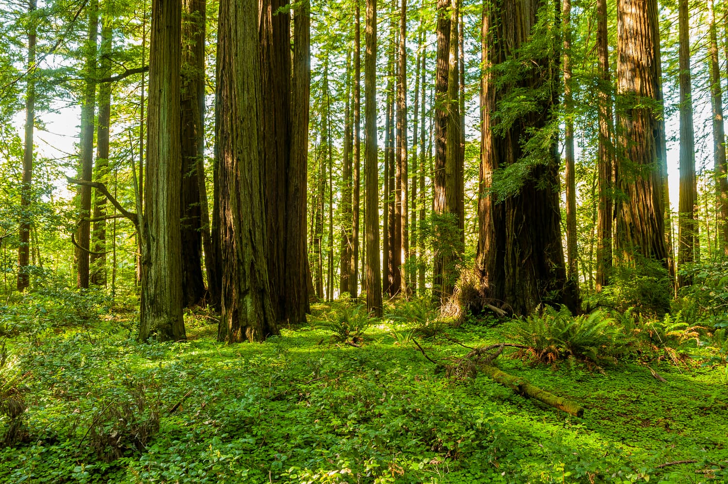 River Campground (sites 1-30) photo 6