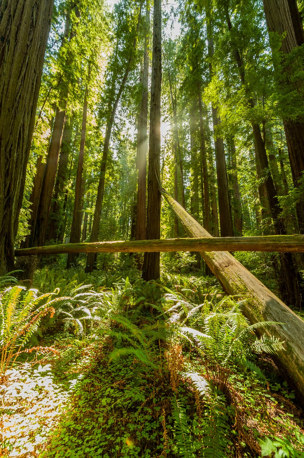 River Campground (sites 1-30) photo 5