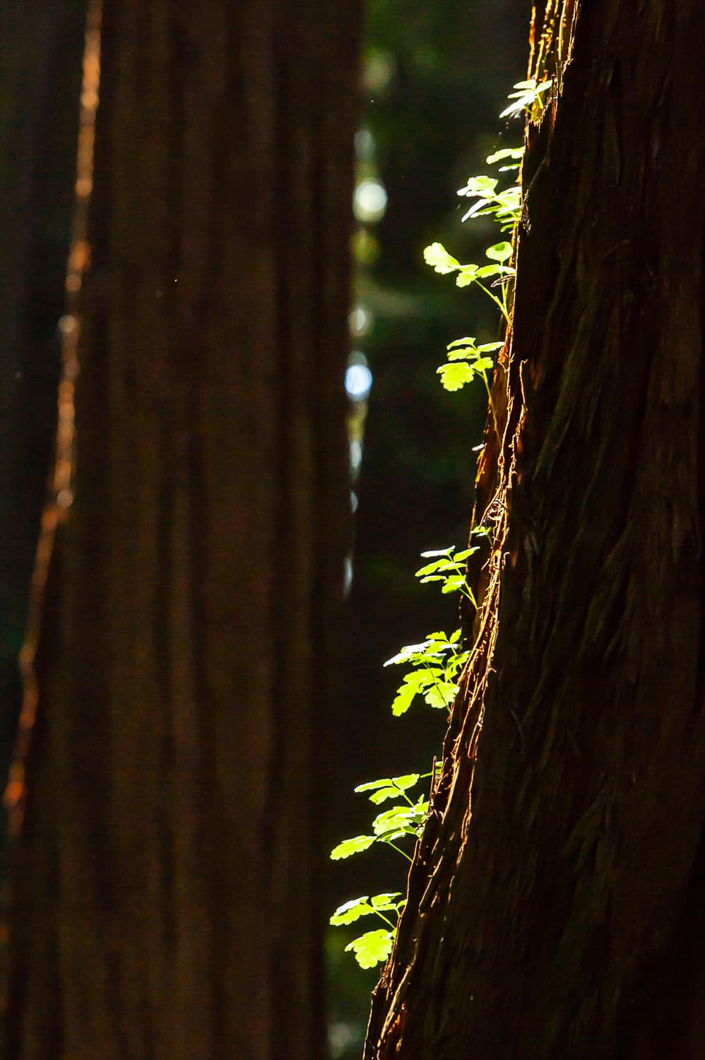 River Campground (sites 1-30) photo 2