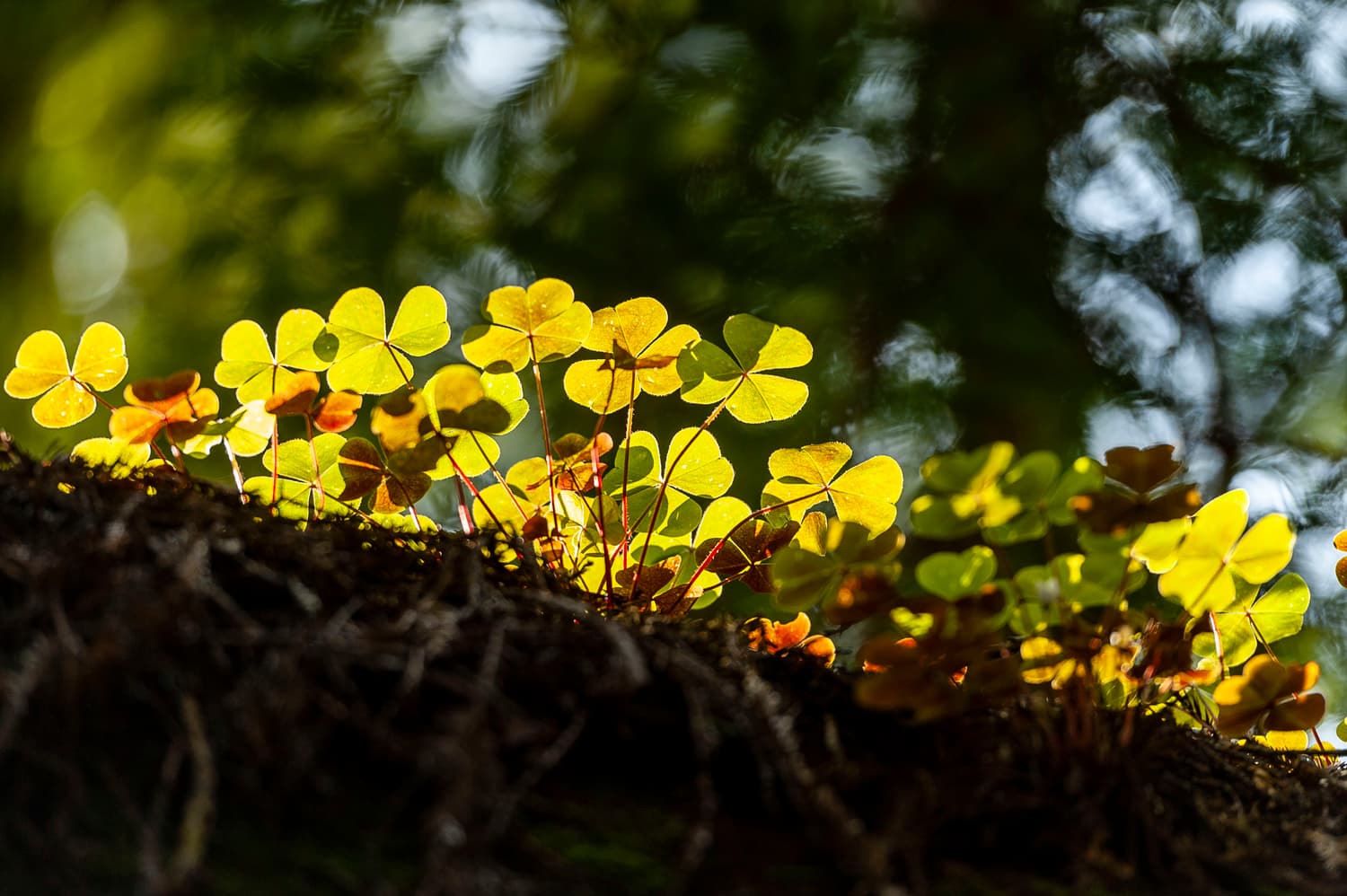 River Campground (sites 1-30)