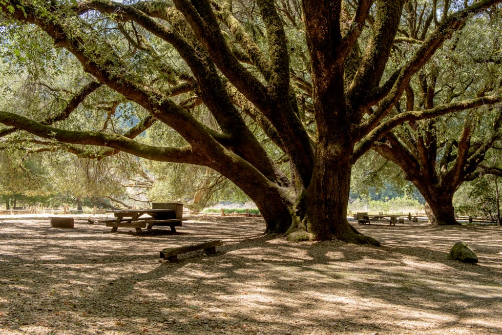 Dawn Redwood Group Area photo 5