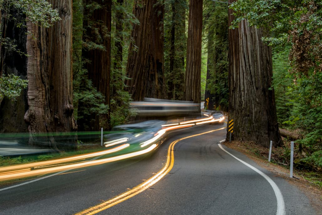 Dawn Redwood Group Area photo 4