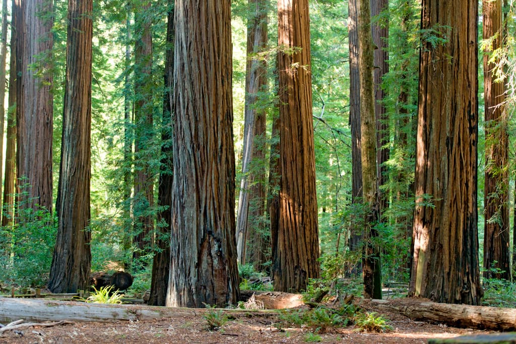 Dawn Redwood Group Area photo 2