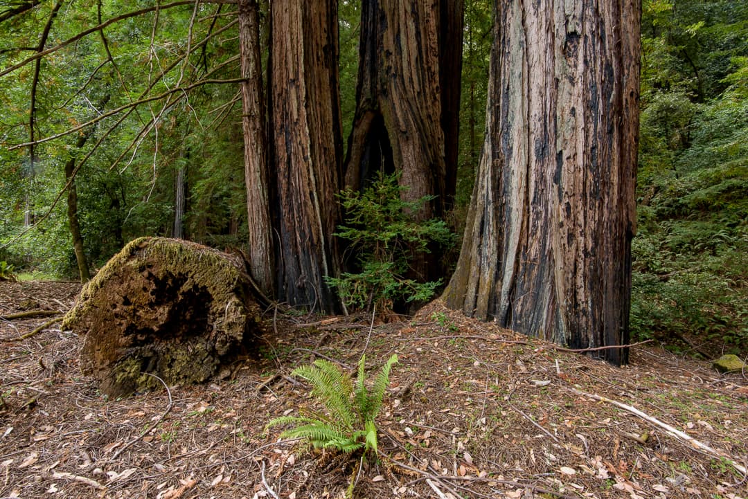 Lower Loop (sites 1-21) photo 7