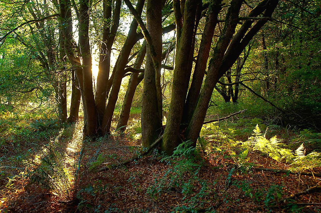 Wildcat Campground photo 7