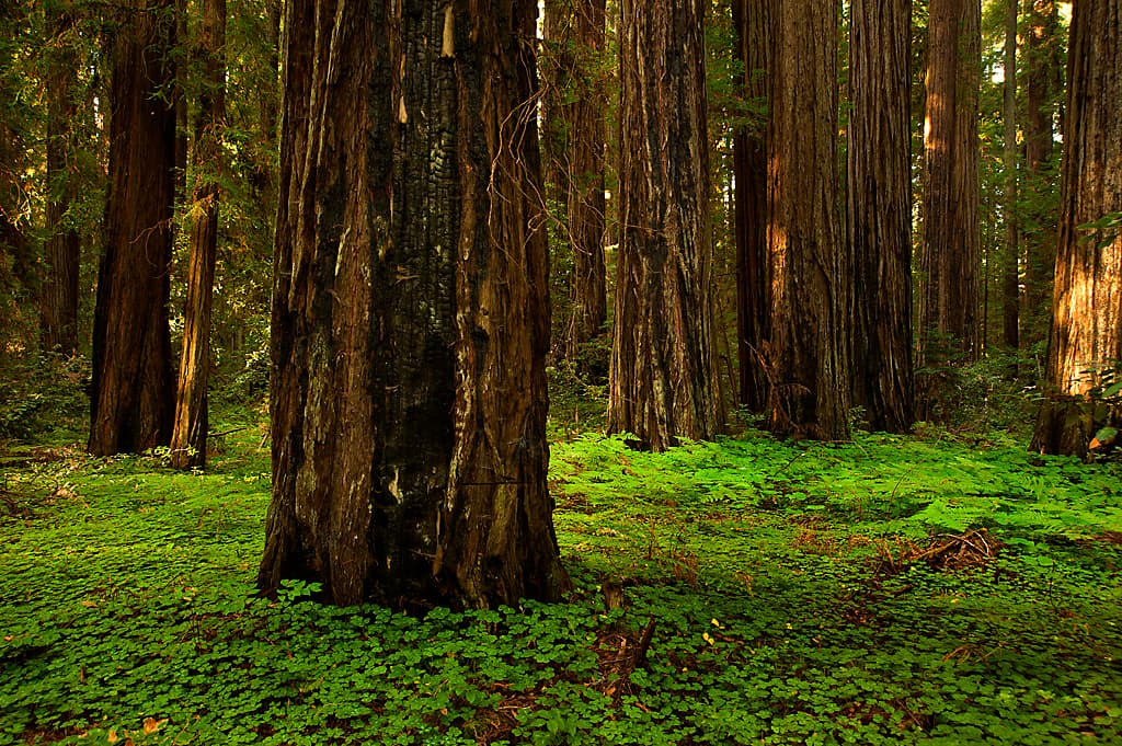 Wildcat Campground photo 5