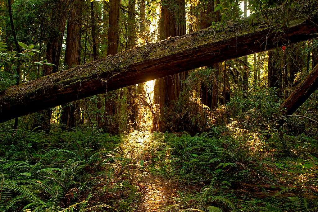 Wildcat Campground photo 3