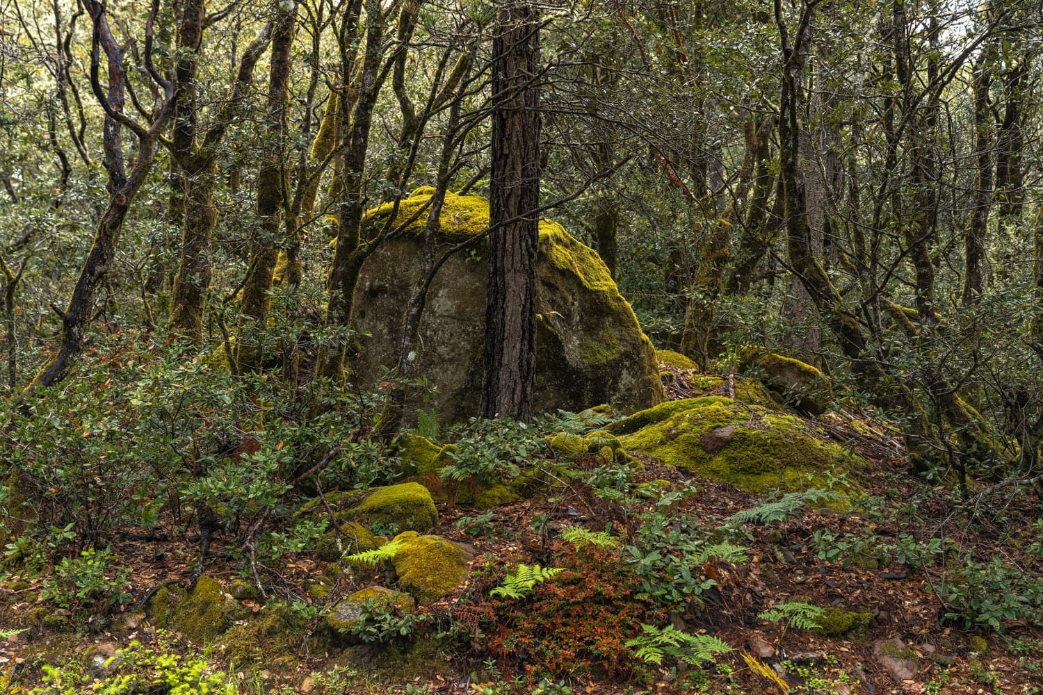 Gerstle Cove Campground (sites 1-30) photo 8