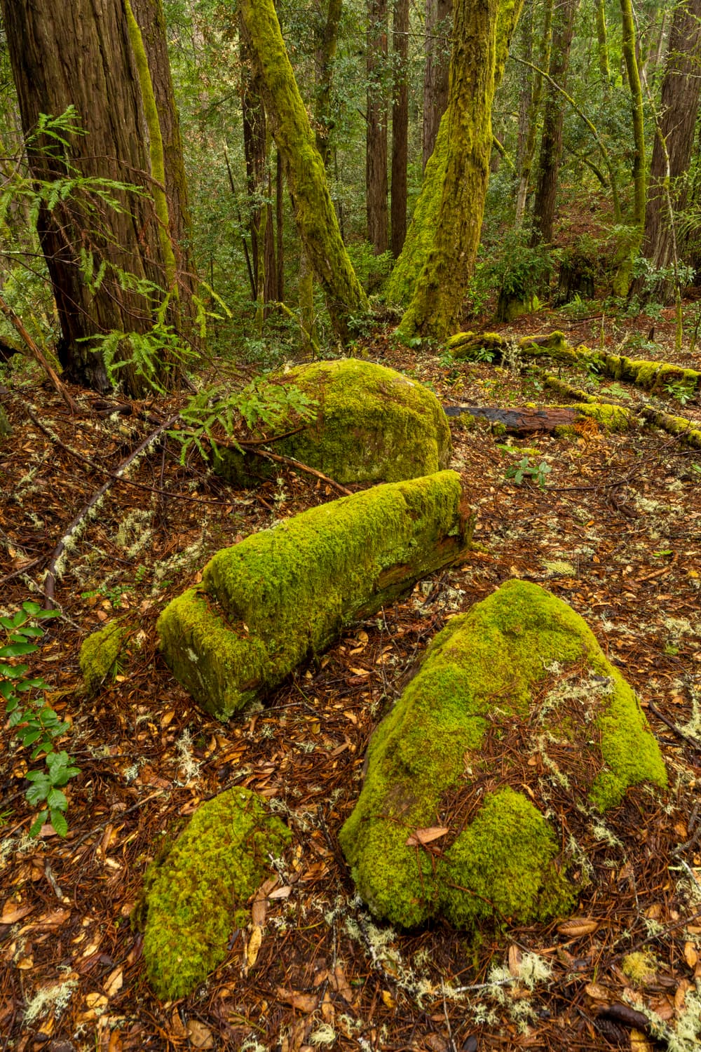 Gerstle Cove Campground (sites 1-30) photo 6