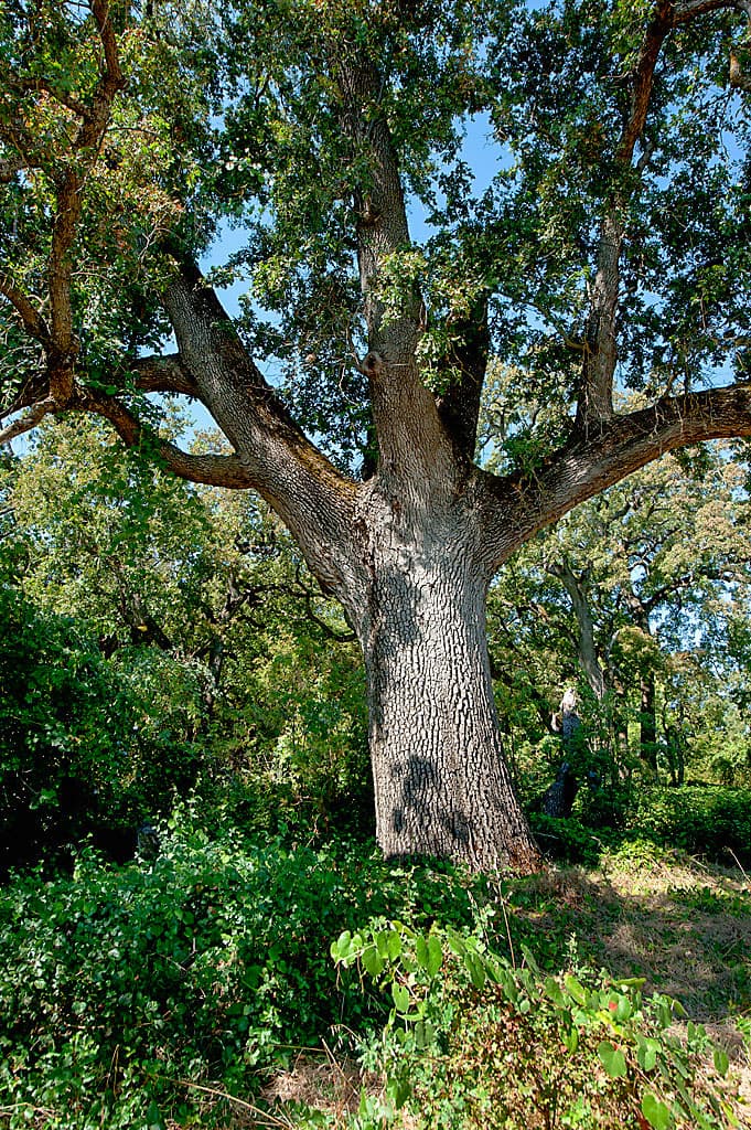 Group Camping Area photo 7