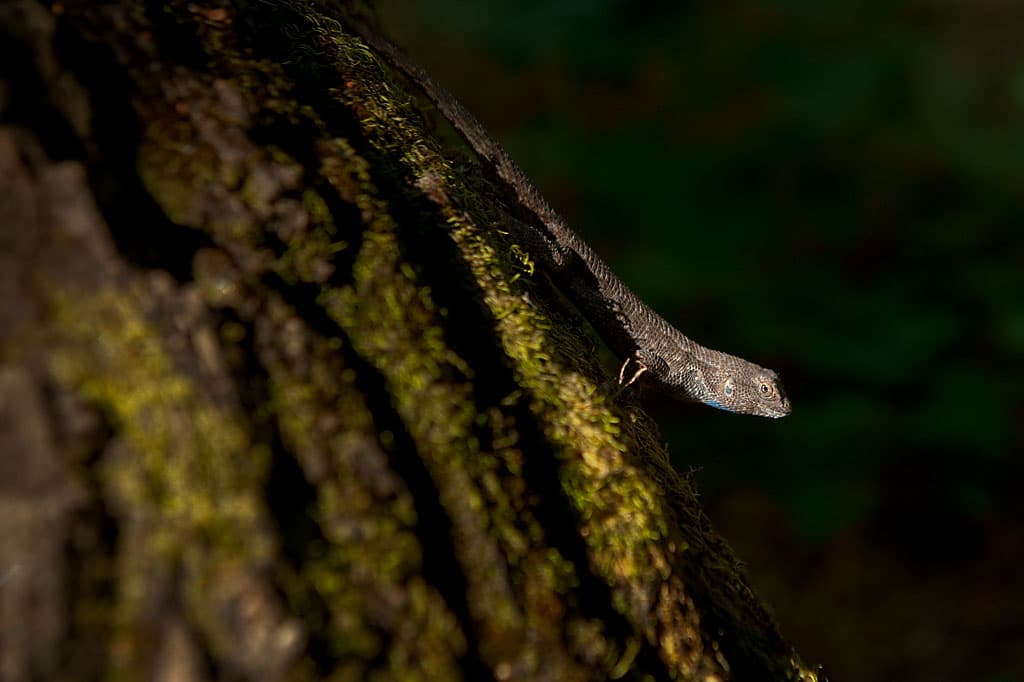 Group Camping Area photo 5