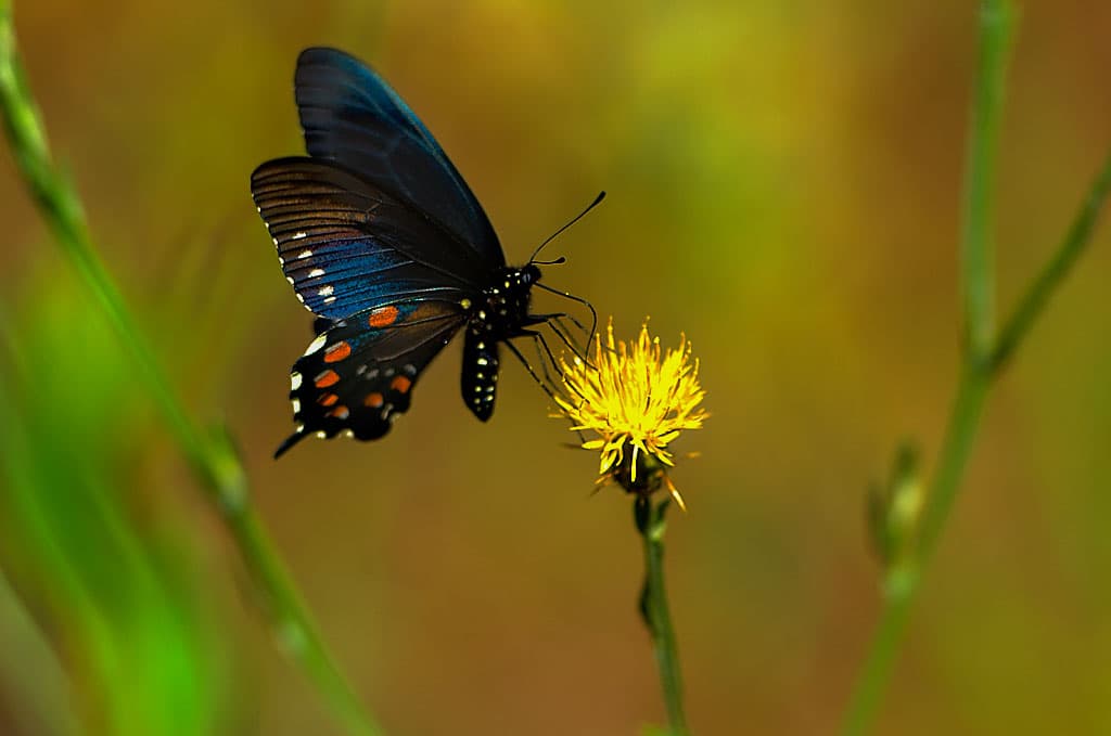 Group Camping Area photo 4