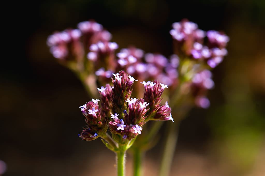 Group Camping Area photo 3