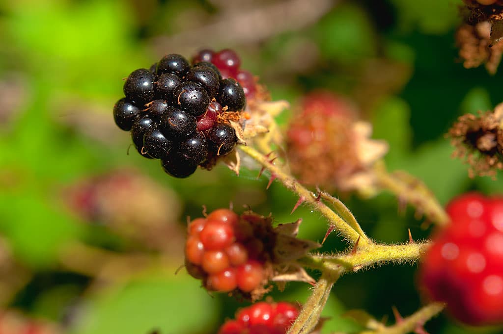 Bridge Campground (sites 1-37)