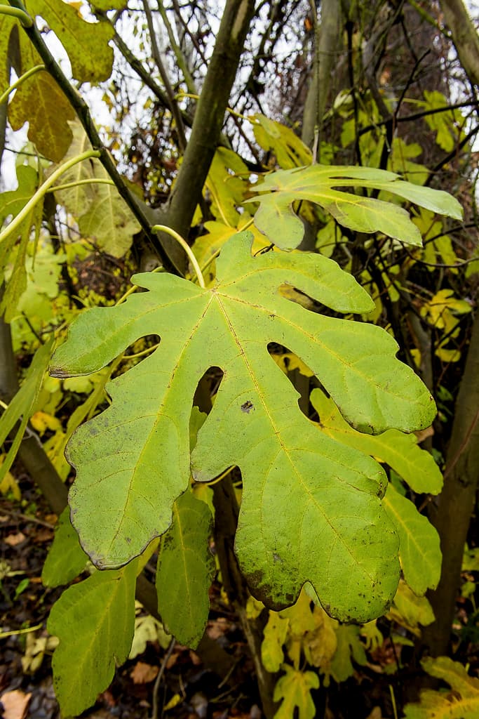 River Campground (sites 2-14) photo 2